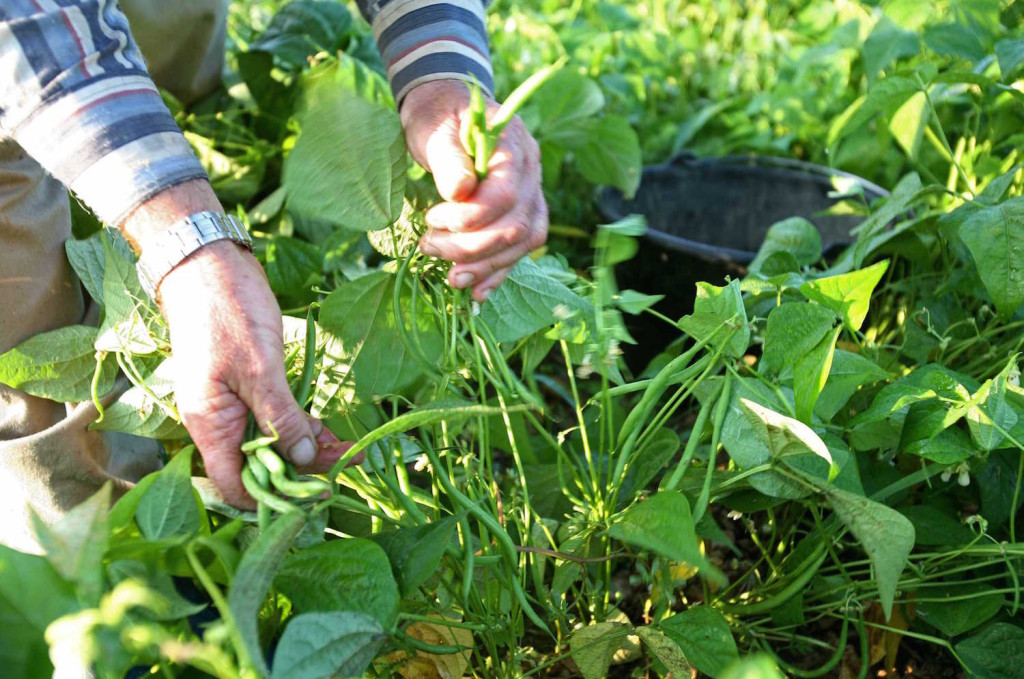 Manger bio, les clés d'une alimentation saine ?2