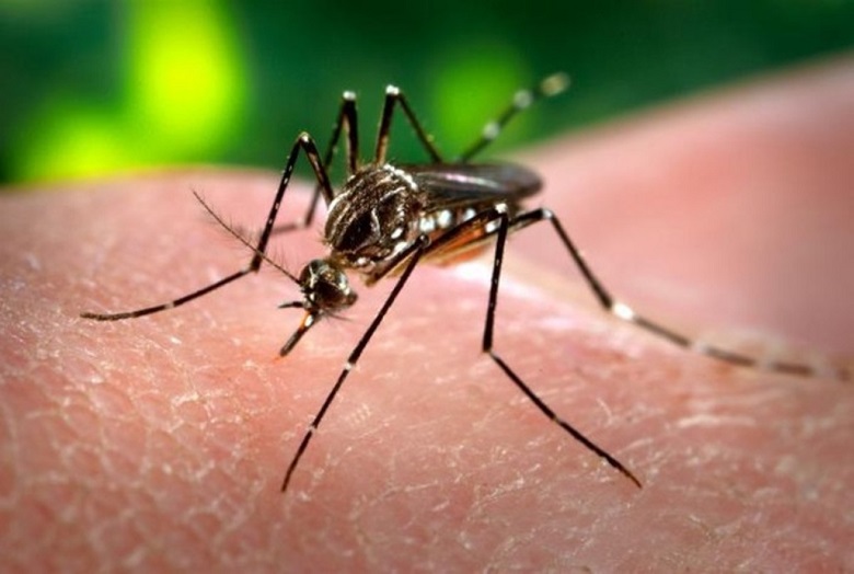 Quand la fièvre Zika s’invite dans les Antilles… 2